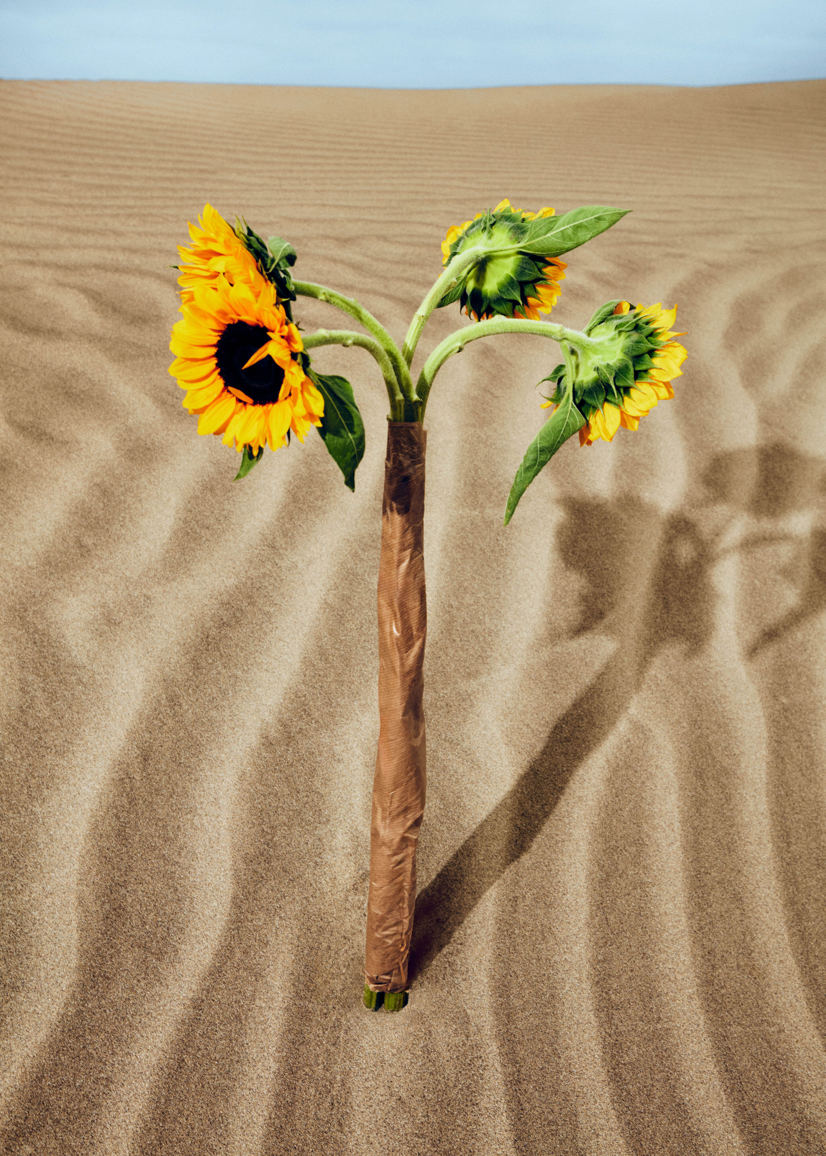 Look infantil Kenzo para meninas e meninos: roupas floridas com estampas de girassol, moda premium e colorida na Kidsaround