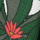 ECRU VERDE
